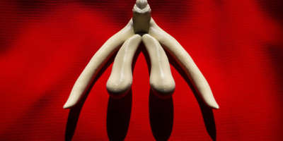 3D gedruckte weiblichen Geschlechts Organ Klitoris für menschliche Anatomie Unterricht