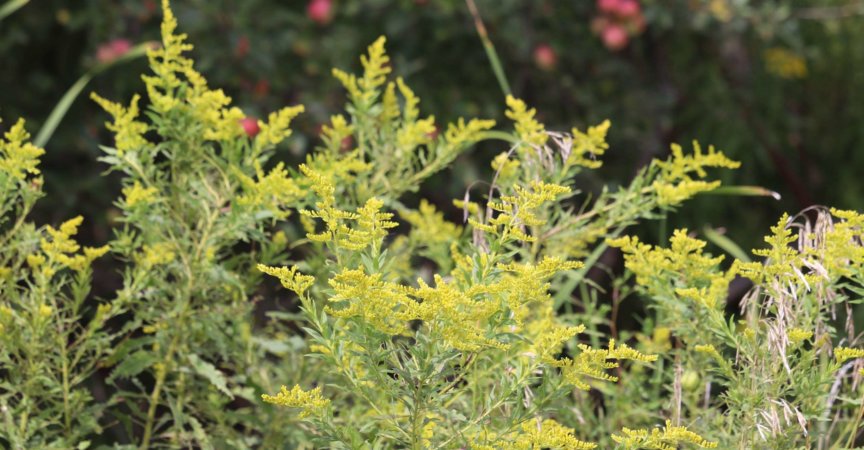 Nahaufnahme von gelbem Ragweed während der Spätsommersaison, volle Pollen-/Allergiesaison.