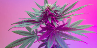 Landwirtschaftliche Sorte von Cannabispflanze mit farbiger Beleuchtung.