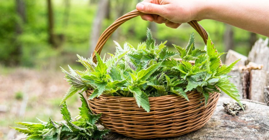 Frische Brennnesseln. Korb mit frisch geernteter Brennnesselpflanze. Frühlingssaison zum Ernten von Kräutern.