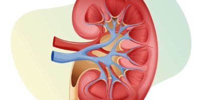 Abschnitt der Niere geschnitten - Stock Illustration als EPS 10-Datei