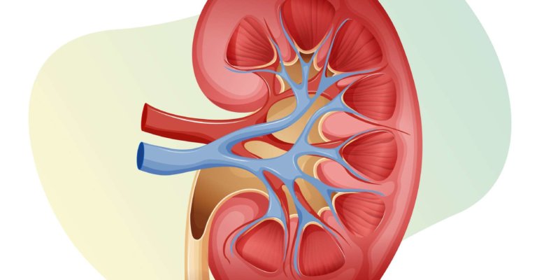 Abschnitt der Niere geschnitten - Stock Illustration als EPS 10-Datei