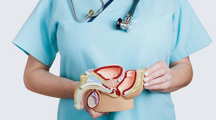 Nicht erkennbare Ärztin hält ein anatomisches Modell des männlichen Unterleibs