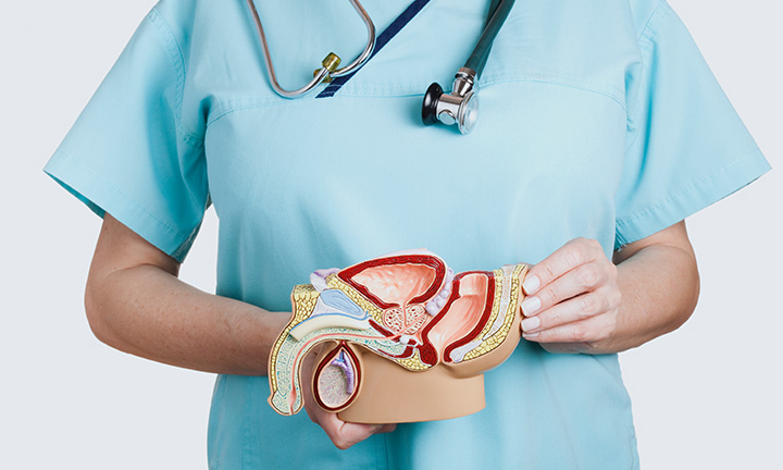 Nicht erkennbare Ärztin hält ein anatomisches Modell des männlichen Unterleibs