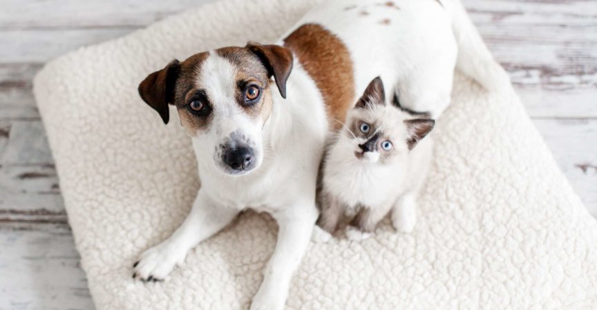 Schöner Hund und eine kleine Katze sitzen auf einem weichen weißen Kissen. Ein Kätzchen und ein Welpe zusammen zu Hause. Gemütliches Wohnkonzept