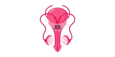 Prostata-Icon-Konzeptvektor. Andrologische Illustration der Andrologie für Web, Zielseite, Blog. Eierstock, Hoden, Nebenniere sind dargestellt.