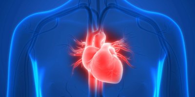 3D-Darstellung der Anatomie des menschlichen Herzens