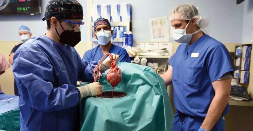 First Pig To Human Heart Transplant