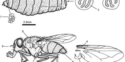 Die Fliege Cordylobia antropophaga ist eine der Verursacherinnen der Myiasis.