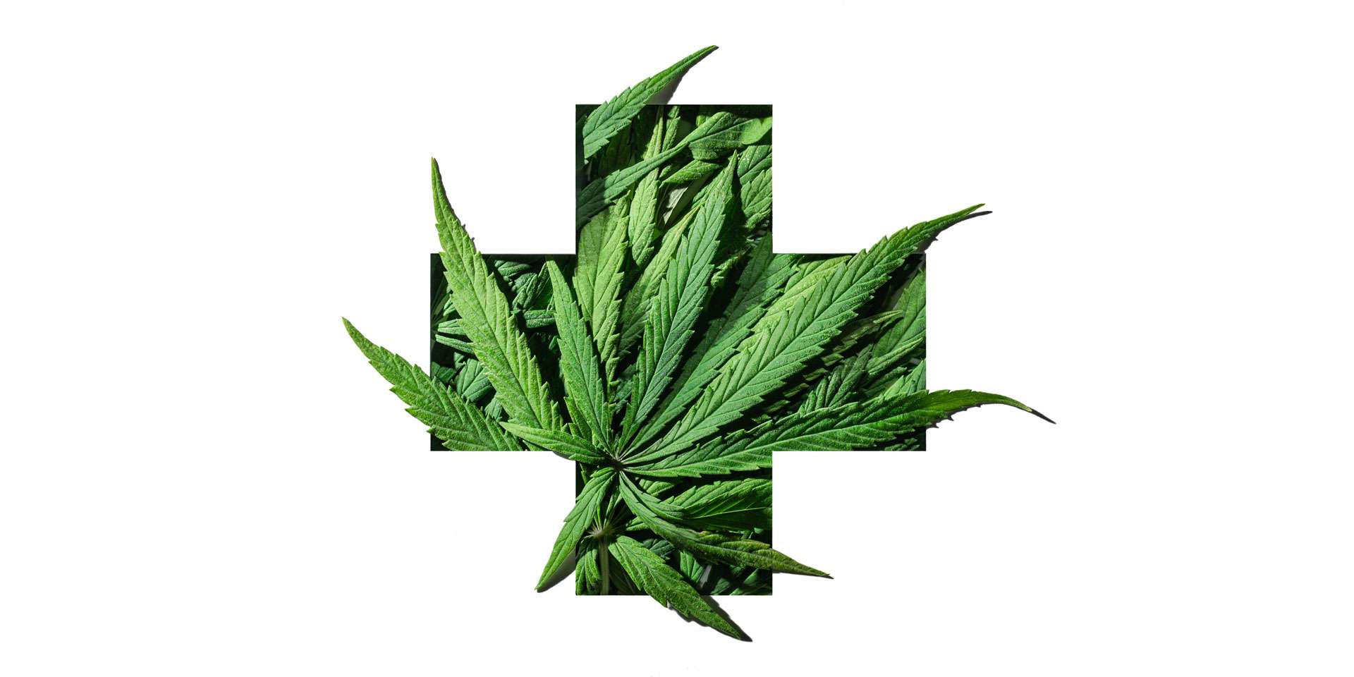 Erste Daten Zu Cannabis In Deutschland erste-daten-zu-cannabis-in-deutschland