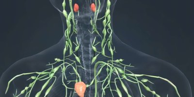 Lymphknoten und Schilddrüse