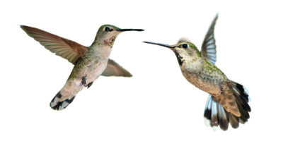 Ausschnittstudiobild eines Charmes von zwei Kolibris, die zusammen lokalisiert gegen weißen Hintergrund fliegen.