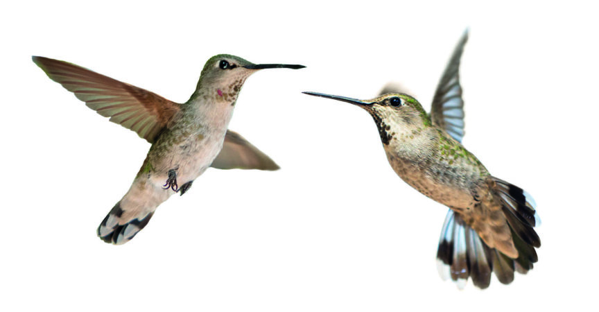 Ausschnittstudiobild eines Charmes von zwei Kolibris, die zusammen lokalisiert gegen weißen Hintergrund fliegen.