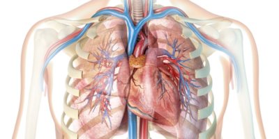 Häufig gesellt sich zu einer COPD auch noch eine kardiovaskuläre Erkrankung