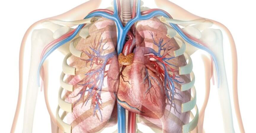 Häufig gesellt sich zu einer COPD auch noch eine kardiovaskuläre Erkrankung
