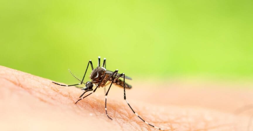 Aedes aegypti oder Gelbfiebermücke, die Blut auf der Haut saugt, Makro-Nahaufnahme zeigt Markierungen an den Beinen und eine Markierung in Form einer Leier auf der Oberseite des Brustkorbs