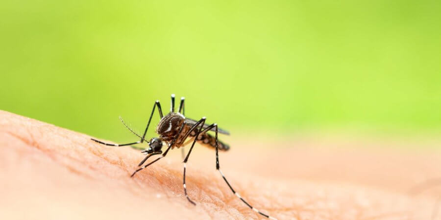 Aedes aegypti oder Gelbfiebermücke, die Blut auf der Haut saugt, Makro-Nahaufnahme zeigt Markierungen an den Beinen und eine Markierung in Form einer Leier auf der Oberseite des Brustkorbs
