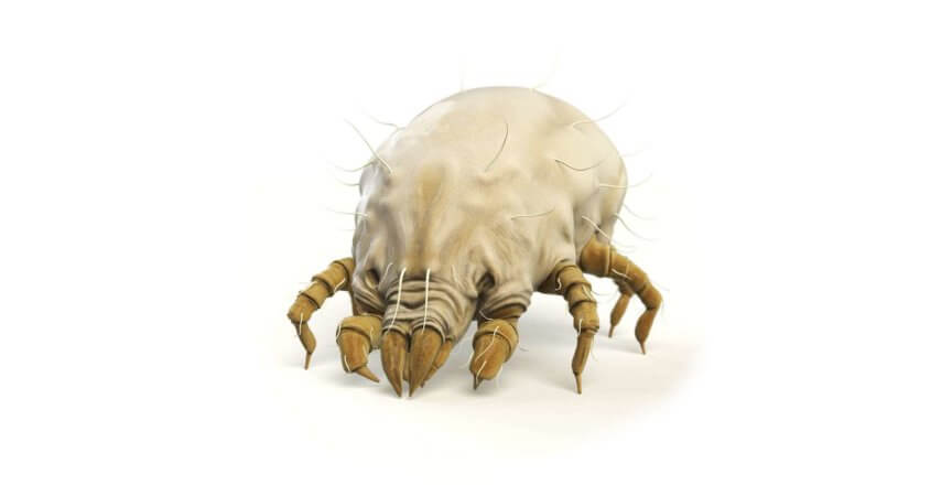 3D-Rendering/Digitale Illustration einer Hausstaubmilbe. - Inklusive Schnittmaske