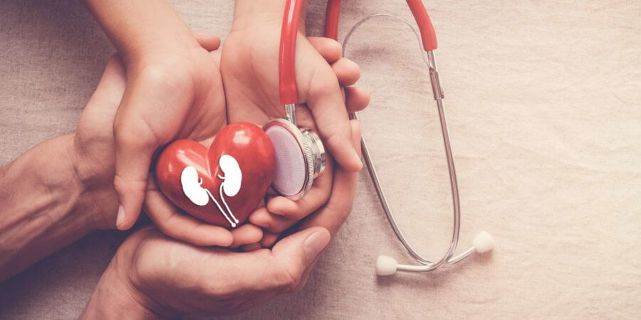 Hände halten rotes Herz und Niere mit Stethoskop, Weltnierentag