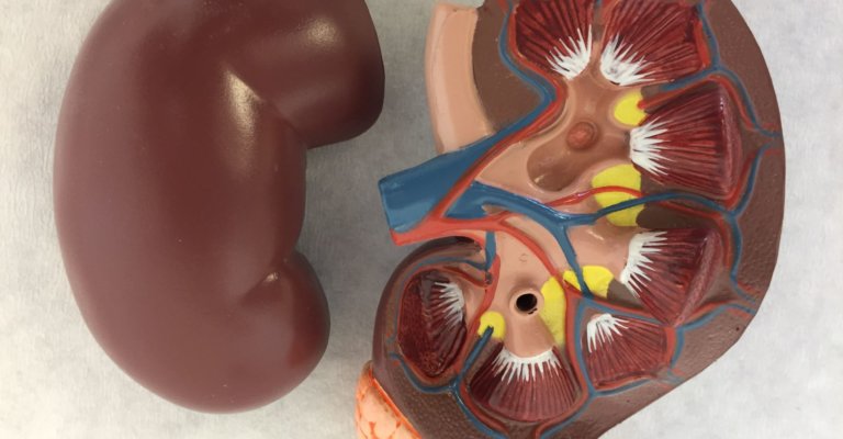Old anatomical kidney model