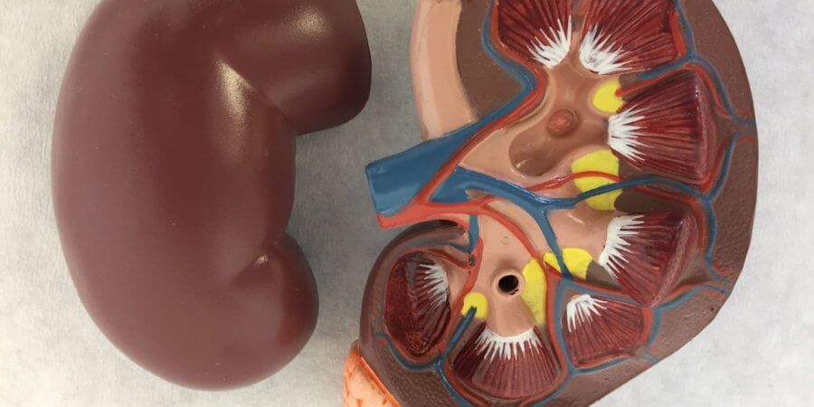 Old anatomical kidney model
