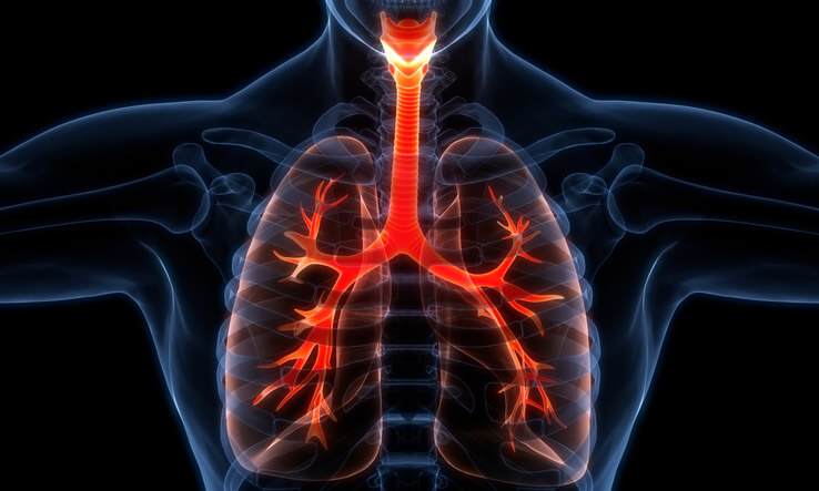 3D Illustration Concept of Human Respiratory System Lungs Anatomy