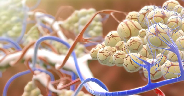 Die Struktur der menschlichen Lunge und das Arbeitssystem des Atmungssystems 3D-Darstellung