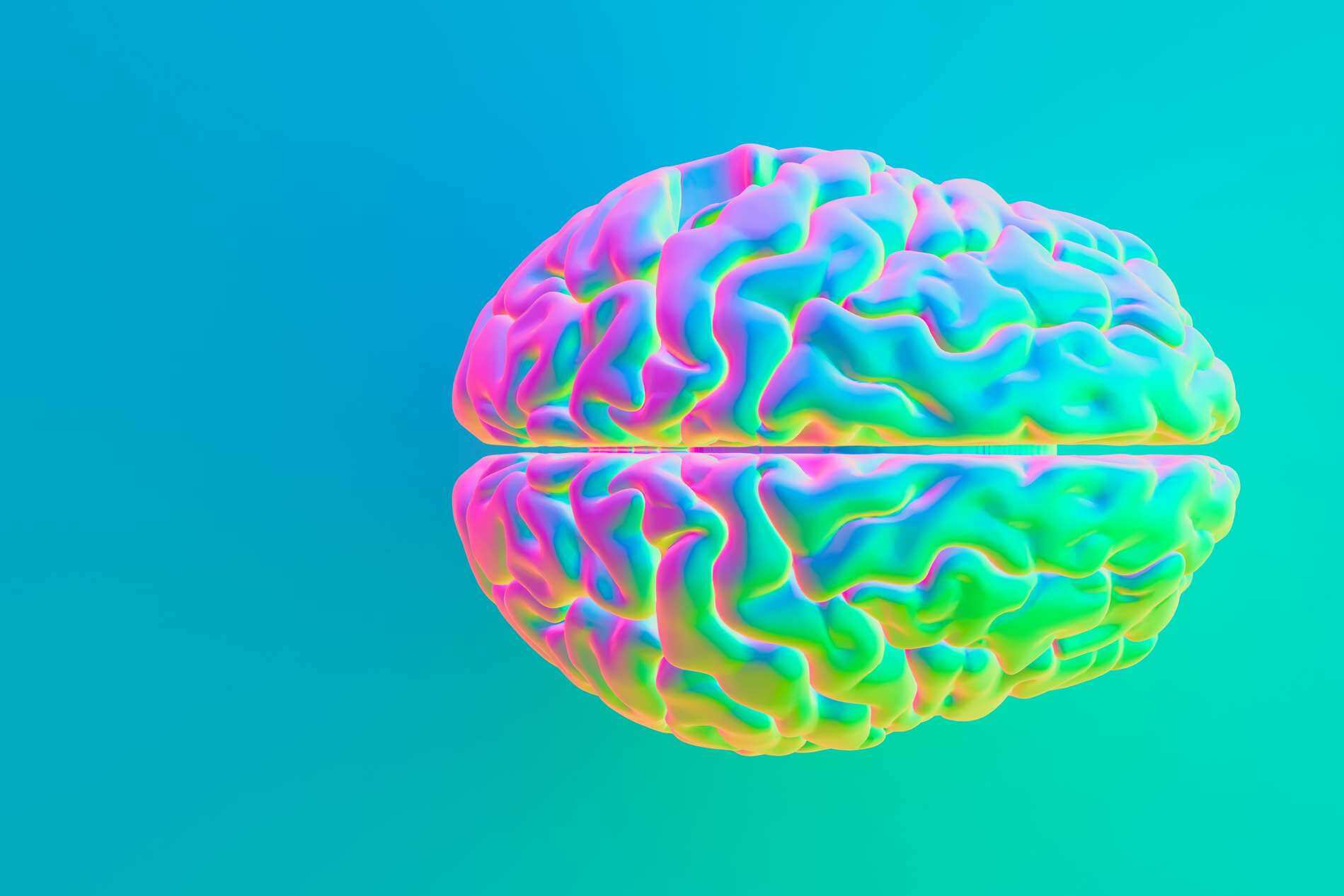 Neues aus der Hirnforschung