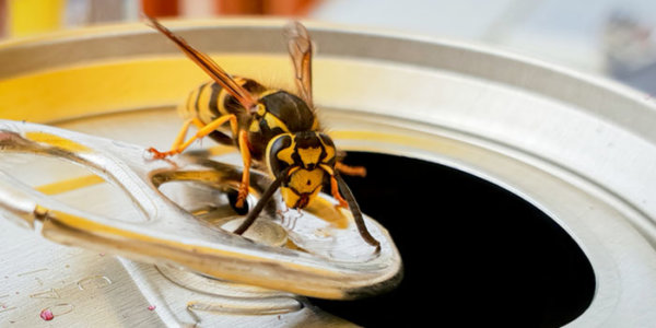 Makro einer Wespe mit gelber Jacke, die auf einem Dosenring saß