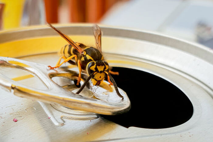Makro einer Wespe mit gelber Jacke, die auf einem Dosenring saß