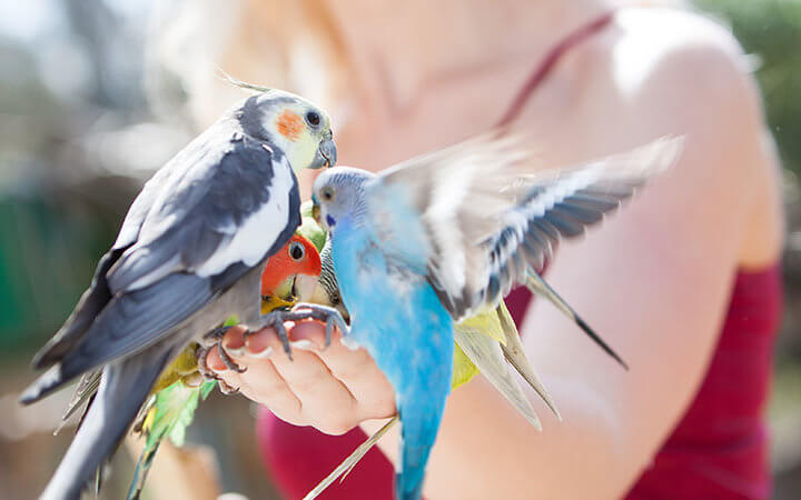 Kanarienvogel, Wellensittich, Nymphensittich und Papagei sitzen auf einer weiblichen Hand und werden gefüttert.