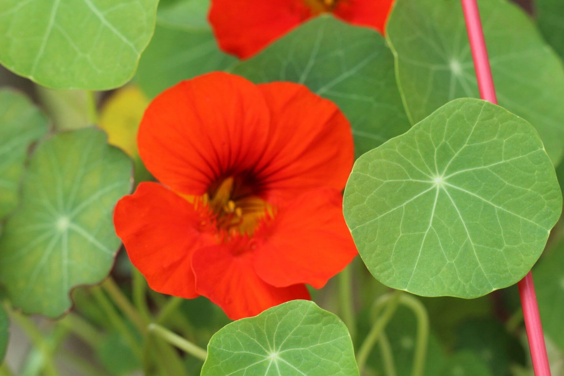 Phytotherapie bei Harnwegsinfekten Medical Tribune Schweiz