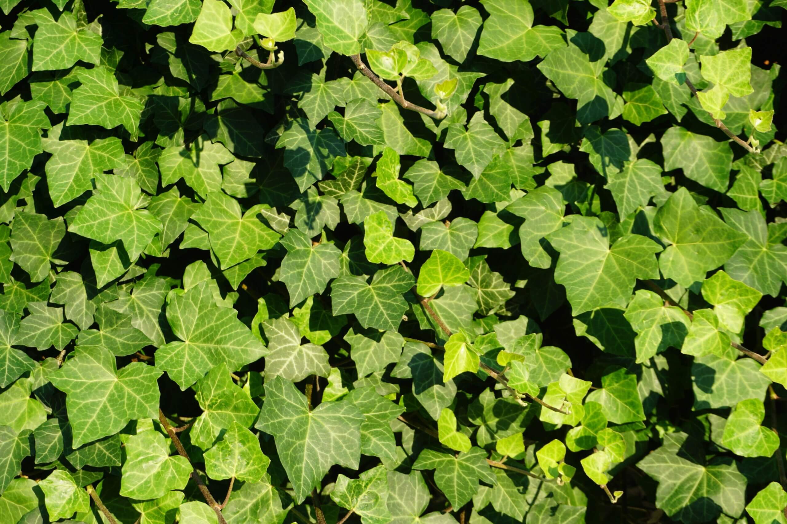 Mit Phytotherapeutika gegen Husten - Medical Tribune Schweiz