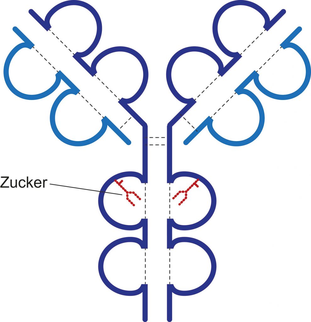 Antikörper sind Y-förmig gebaute Moleküle. Zuckerstrukturen (rot), die an das Antikörperprotein gekoppelt sind, spielen eine wichtige Rolle für die Funktion von Antikörpern. Das Vorhandensein von Sialinsäure an dem Zucker führt dazu, dass Antikörper weniger stark ihre Zielzellen angreifen und zerstören.