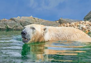 Nicht nur die Eisbären könnten zunehmend außer Atem geraten.