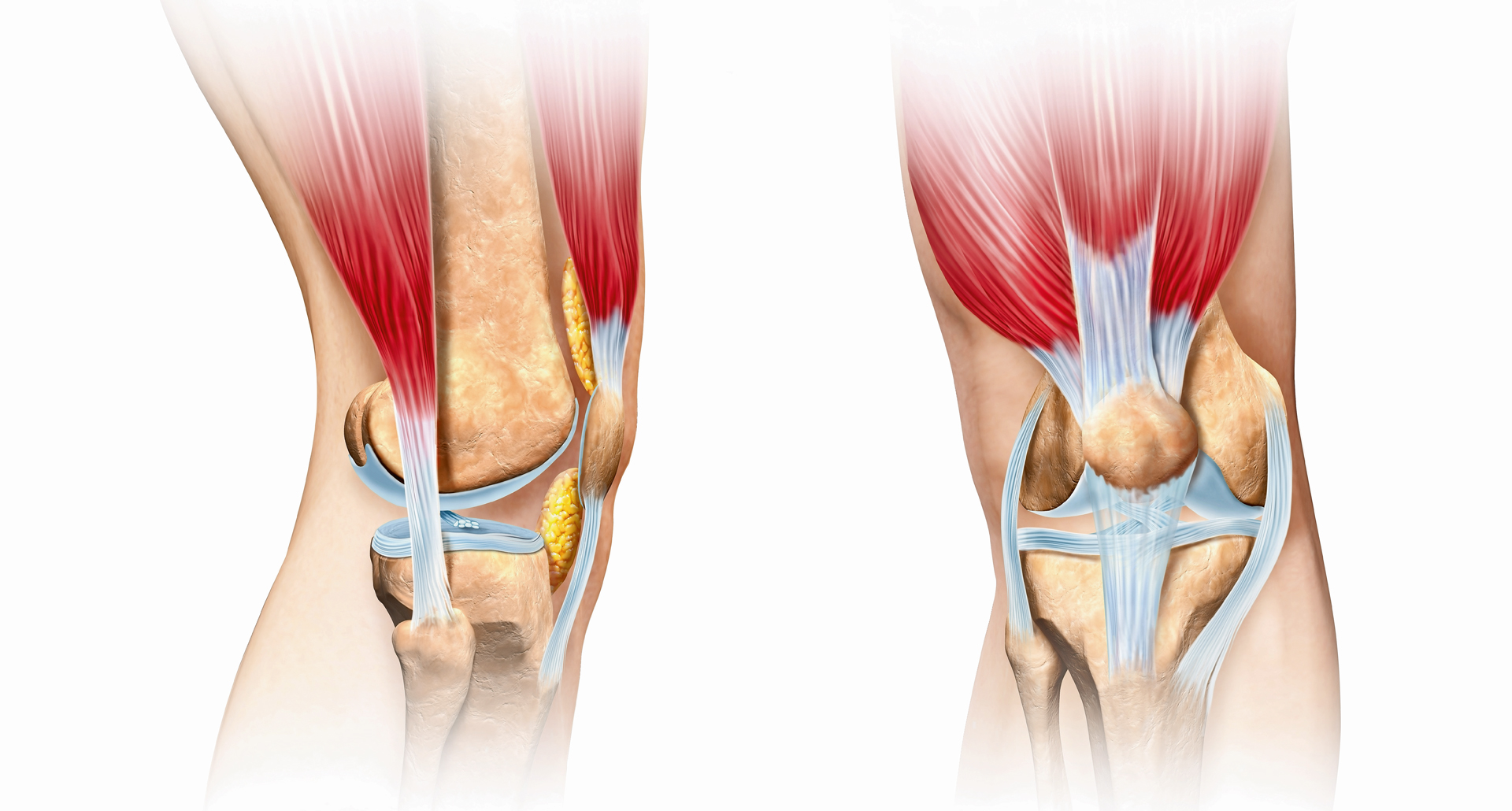 Сильные боли при разгибании колена. Коленный сустав кости связки мышцы. Сустав хрящ связка сухожилие. Крестообразные связки коленного сустава анатомия. Растяжение связок коленного сустава анатомия.