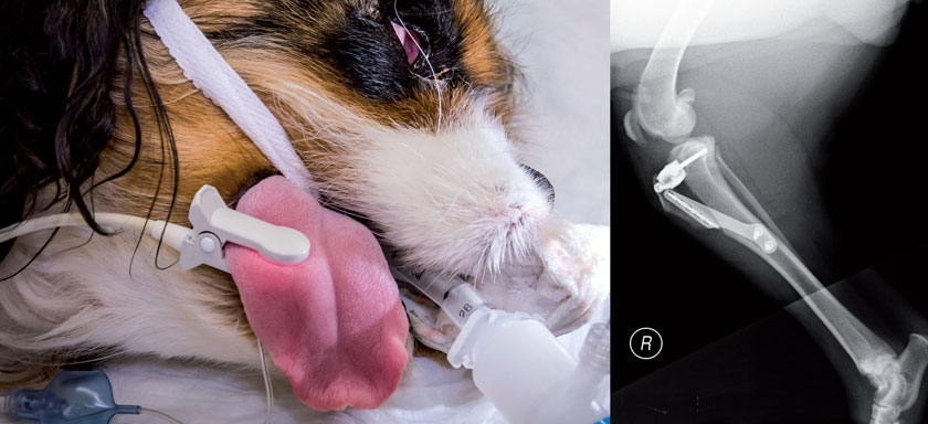 Links: Bei Hunden wird das Puls-Oxy an die Zunge geklemmt. Rechts: Röntgenbild Kniegelenk St.p. TTA.