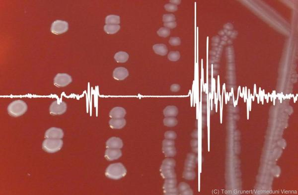 © Tom Grunert/Vetmeduni Vienna Bakterien im Hintergrund und das entsprechende FTIR Spektrum als weiße Linie im Vordergrund