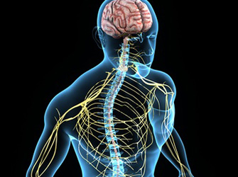 Nervous system Nervous system