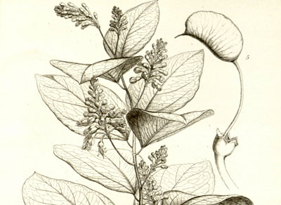 Griffonia simplicifolia: Soll glücklich und schlank machen.