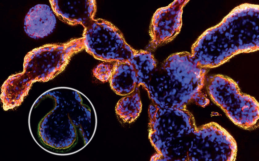 Detailaufnahmen einer sich verzweigenden Brustdrüsenstruktur in Kultur (Immunfluoreszenz)
