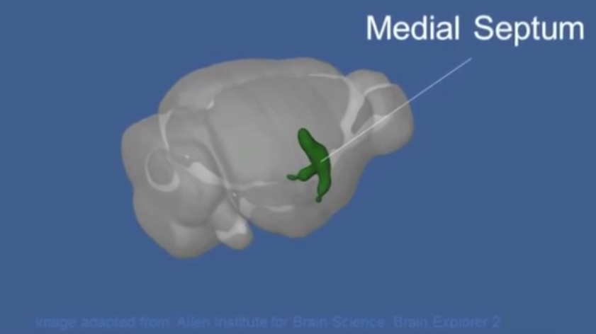 Screenshot " The Speedometer of the Brain"