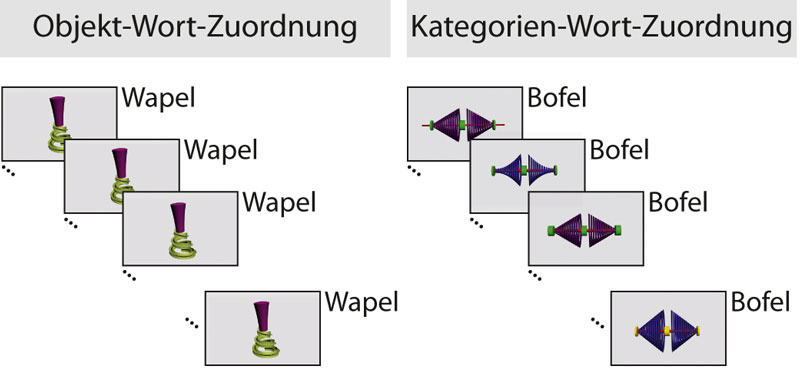 MPI f. Kognitions- und Neurowissenschaften/ K. Flake Was ein "Wapel" ist, lernen die Babys auch ohne Schlaf. Welche Gegenstände jedoch zur Kategorie "Bofel" gehören, erkennt das Babygehirn erst nach einem Schläfchen.